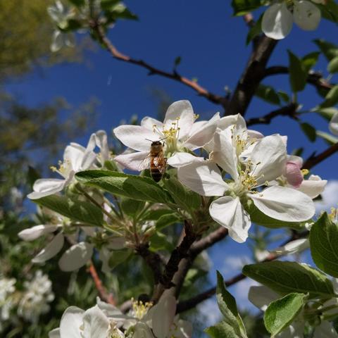 A honey bee on an apple blossom. The bee is facing upward with it's back to the camera. The flowers are white with some pink. There is blue sky in the background.