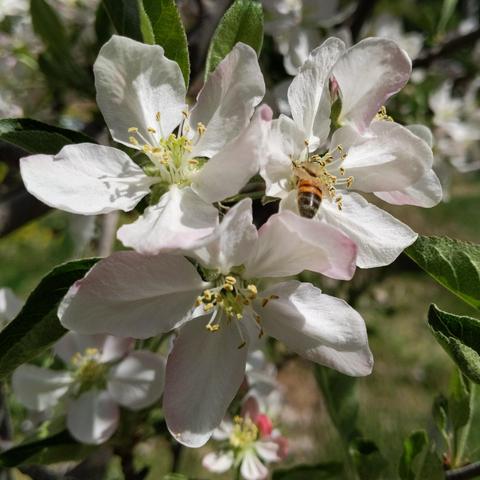 A honey bee on an apple blossom that is pink and white. The bee is facing away. It is bright colored with a black butt.