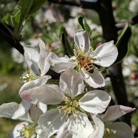 A honey bee on an apple blossom that's pinkish. The bee is bright colored on the orange or amber side and has a black butt. It is facing up and to the left with it's back visible.