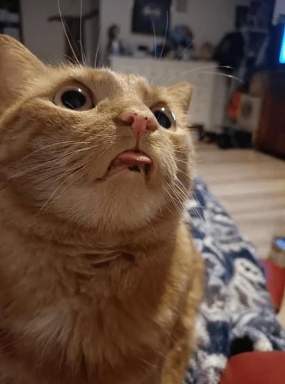 Derpy orange cat