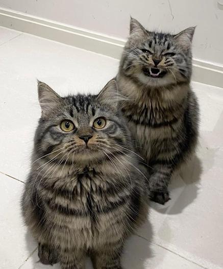 Two cats. One with a normal face, the other in the back with a smile / snarl, showing his teeth.