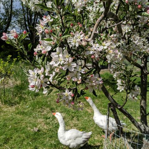 A photo showing clusters of apple blossoms on a grafted tree. They blossoms are slightly pink, the unopened blossoms are pink to red. There are two white pilgrim geese in the background, they are both males.