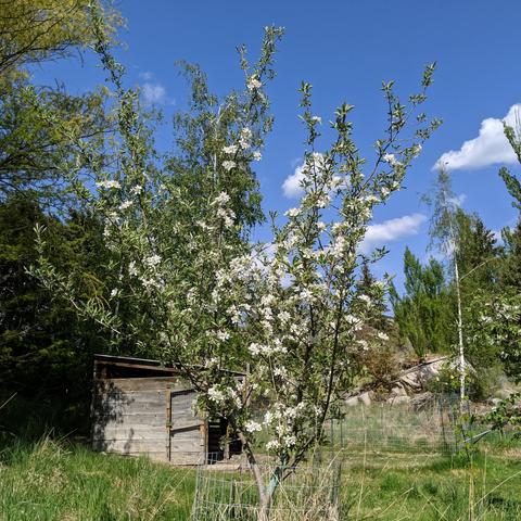 A photo of an apple tree with blossoms. It is 15 years old or more and sort of small. It is growing on it's own roots and not grafted. It was damaged from ice buildup that split the right leaders as shown. They were screwed back together and sealed up when this happened probably 5 years ago now. The sky is blue with some small clouds. There is a small shed for animal shelter in the background and many trees and rocks in the landscape.