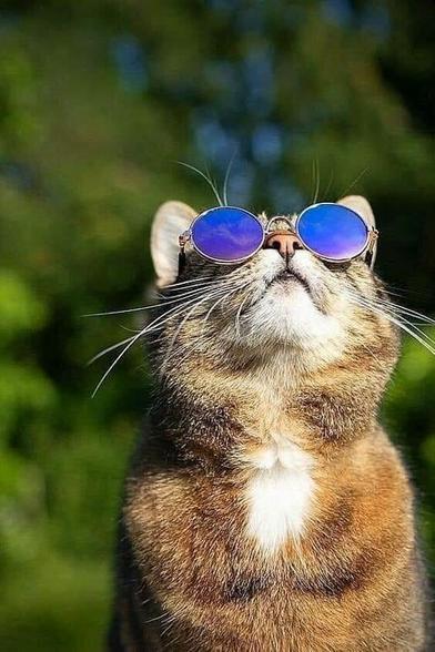 Kitty in purple colored shades looking up