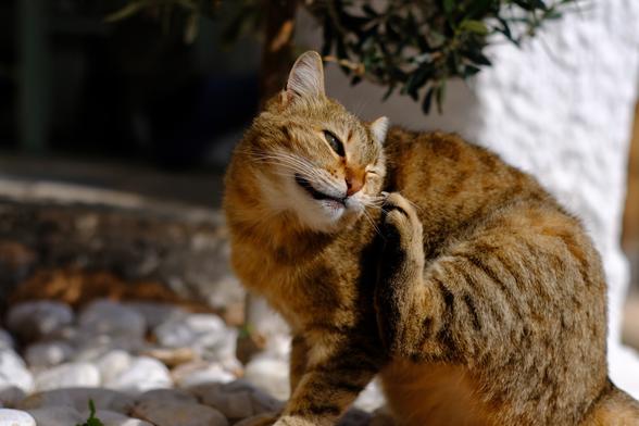 Photo of a tabby cat sitting in the sun, scratching its cheek.