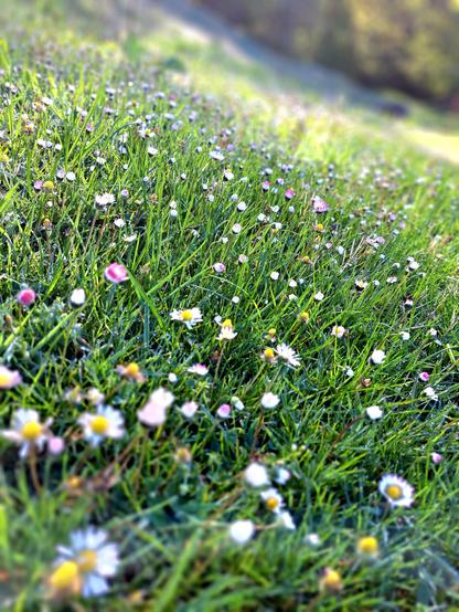 Gänseblümchen