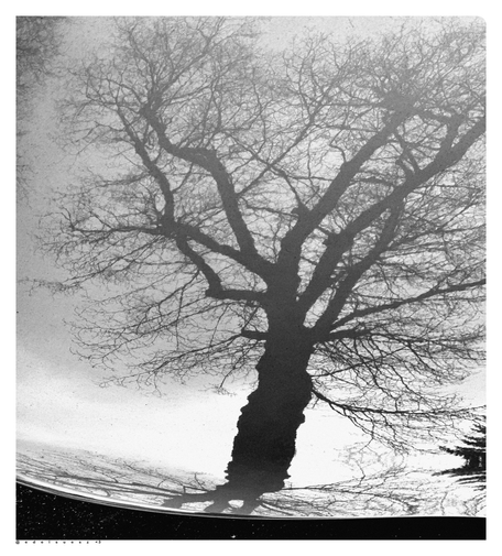 Schwarzweißfotografie: in einer glänzenden rundlichen Motorhaube spiegelt sich ein verzweigter dunkler Baum wieder, dieser hat noch keine Blätter, das Bild ist für eine interessantere Perspektive um 180 Grad gedreht