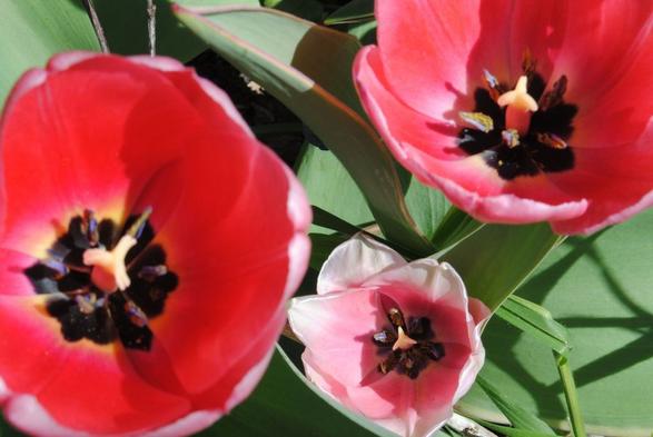 closeup of three pink tulips of varying sizes and various shades of pink, seen from above against a background of green tulip foliage, open, with their dark inside markings showing, in full sunlight coming from the right