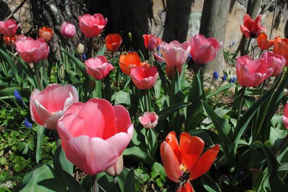 a view of a garden bed showing a bit over a dozen pink and deep orange colored tulips in profile, interspersed with some small blue muscari flowers, against a background of green foliage, some tree trunks and a brown wall