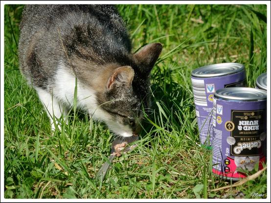 Bildbeschreibung:
Die Moorkatzen beim Fressen.