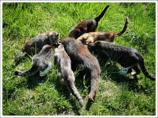 Bildbeschreibung:
Die Moorkatzen beim Fressen.