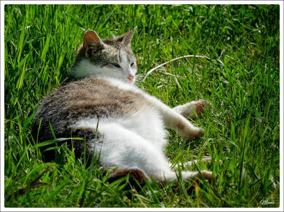 Bildbeschreibung:
Die Moorkatzen beim Fressen.
