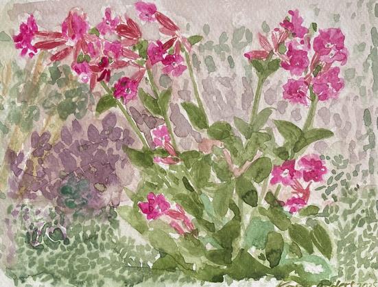 Foto eines Aquarells. Leimkraut zeigt es. Rosa Blüten. Grüne Blätter. Und etwas Umgebung getupft.