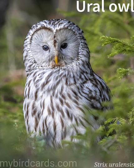 🌍🌏 Ural owl (Strix uralensis)

The Ural owl is a medium-sized owl species found principely in Eurosiberia. It has a distinctive appearance with a round head, large dark eyes, and a prominent facial disk. The Ural owl is known for its beautiful plumage, which consists of a mix of brown, black, and white feathers. It primarily inhabits coniferous forests and is a skilled nocturnal hunter, feeding on small mammals, birds, and insects. This owl species is known for its deep hooting calls. Up to fifteen subspecies are recognised.

Conservation status: Least Concern (IUCN 3.1)

📷: Photo by Erik_Karits via Pixabay https://pixabay.com/photos/ural-owl-strix-uralensis-bird-5049416/

TAFS