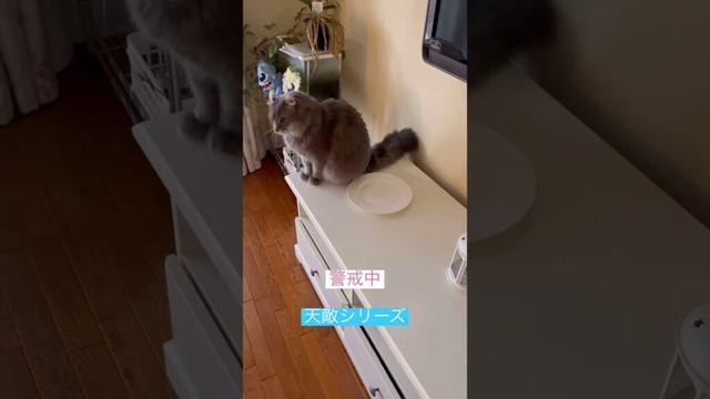 ねこ監視 #ねこ動画 #ねこ #cat #アメリカンカール