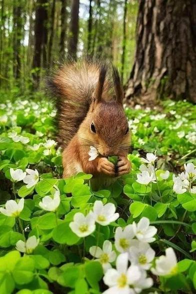 Squirrel amongst flowers