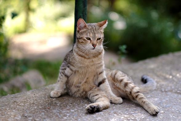Photo of a tabby cat who just woke up. The cat looks sleepy.