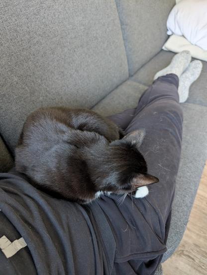 Schwarze Katze mit weissen Pfoten schläft auf meinen Beinen