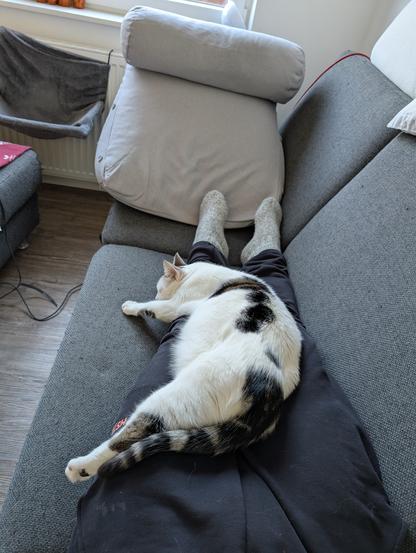 Weiss/schwarze Katze schläft ausgestreckt auf meinen Beinen