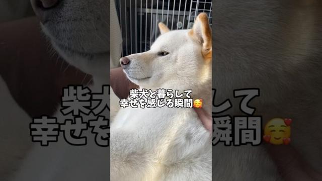 幸せのお裾分け🥰　#shorts #柴犬 #犬 #dog