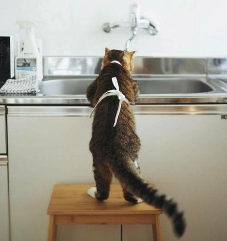 Kitty wearing apron over sink