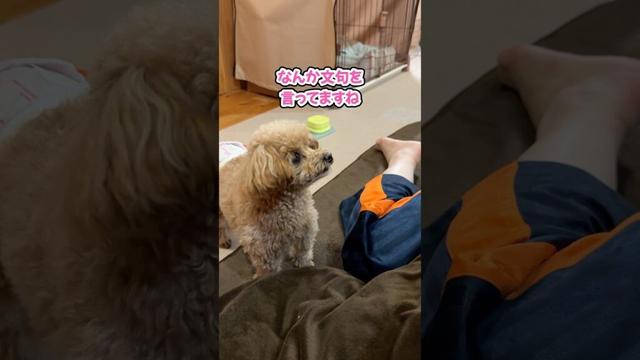 不満爆発？飼い主に文句を言うトイプードル #shorts #トイプードル #可愛い犬