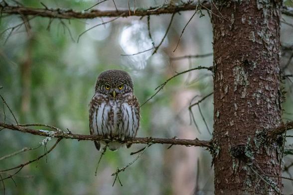 Photo of a grumpy owl.