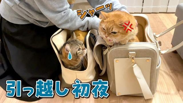 引っ越し歴5回の兄猫と2回目の弟猫の反応が違いすぎました…！