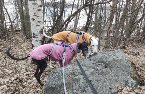 Musta galgo vaaleanpunaisessa paidassa ja valkoinen galgo vaaleanruskeassa collegepaidassa nuuhkimassa isoa kiveä merenrantametsikössä. Taustalla oleva meri on vielä jäässä, mutta maa on lumeton.