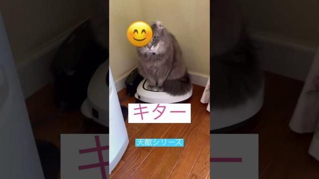 絶対安全 #ねこ動画 #cat #ねこ #アメリカンカール
