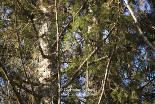 Two pine trees with lots of branches everywhere. On one of these branches is a sleepy barred owl. It is barely visible.