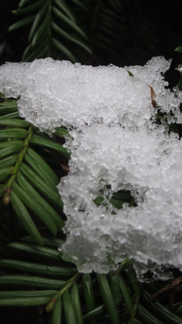 Fotografía macro en color de nieve sobre las agujas de un tejo