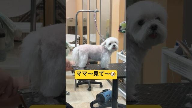 ママに頑張ってるアピールをする犬🐶#shorts #可愛い犬 #マルチーズ