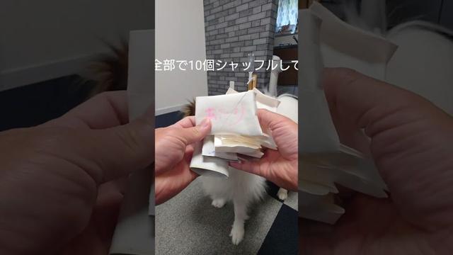犬におやつで嗅覚チャレンジさせてみたら #犬のおやつ #犬のいる生活 #パピヨン