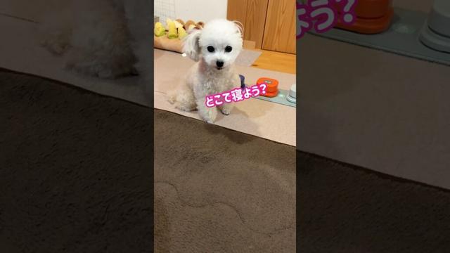 寝る場所が決まらない？悩めるトイプードルが可愛すぎる #shorts #トイプードル #可愛い犬