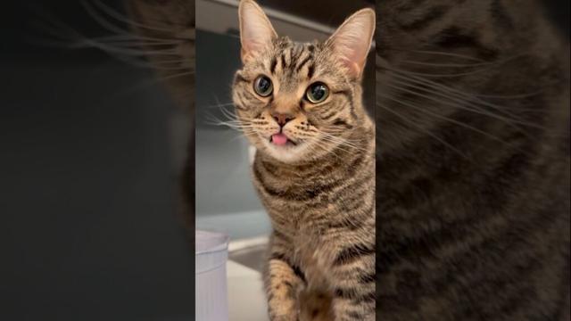 手で水を飲む猫を全力応援するパパ!! #shorts #猫 #cat