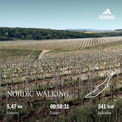 Picture taken from the top of the hill of a vineyard in the morning sun. There is a green hill with trees and blue sky in the background. Foreground are the vine plants in an early stage of the year - not yet completely green.