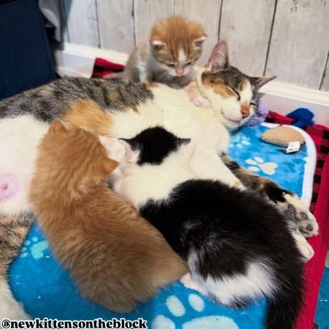 Mama cat lies on blanket, surrounded by her kittens