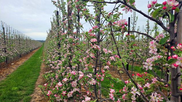 A scenic view of an apple orchard in full bloom, with rows of trees displaying vibrant pink and white apple blossoms. The trees are planted in neat, parallel rows with a grassy path running between them. Each tree is supported by wooden posts and training wires in a modern orchard management system. The blossoms are particularly dense in the foreground, showing various shades of pink against green foliage. In the background, the rows extend toward the horizon under a slightly overcast sky, creating a beautiful spring landscape.