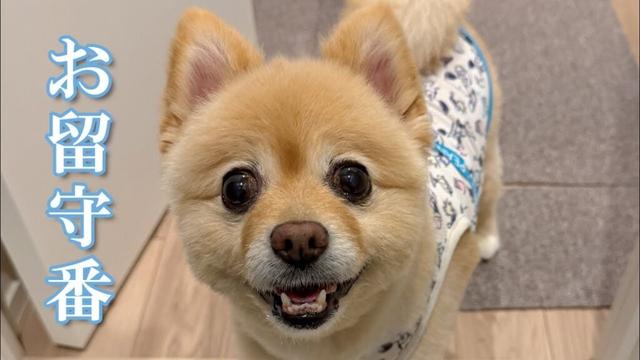 【お留守番】ママと仲良くお留守番できるようになったポメラニアン