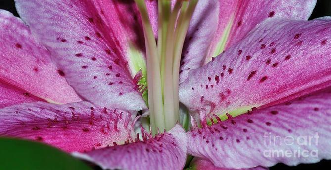 Photograph by Kaye Menner.  
https://kaye-menner.pixels.com/featured/inside-a-stargazer-lily-kaye-menner.html

Lilium 'Stargazer' (the Stargazer lily) is a hybrid lily of the Oriental group. Oriental lilies are known for their fragrant perfume, blooming mid-to-late summer. Stargazers are easy to grow and do best in full sunlight. They have a fast growth rate and should be planted in full sun in well drained loamy or sandy soil. When mature, Stargazers can grow to a height of 36 inches with a spread of 12 to 16 inches with 4 to 5 flowers per stem.

The Stargazer lily was created in 1974 by Leslie Woodriff, a lily breeder in California. Woodriff called the new cross 'Stargazer', because the blooms faced towards the sky.

The ASPCA reports this plant as being toxic to cats. They are said to cause vomiting, inappetence, lethargy, kidney failure, and even death. Cats are the only species known to be affected.

THE FINE ART AMERICA LOGO WILL NOT APPEAR ON PURCHASED PRINTS OR PRODUCTS.