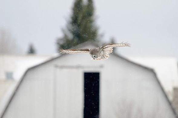 The head of the Owl is just above and right of the middle of the photo.
The owl is hunting
In the background is a barn.
Snowflakes are falling from the sky