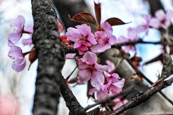 A close up image of a cherry tree blooms vivid pink flowers in spring.