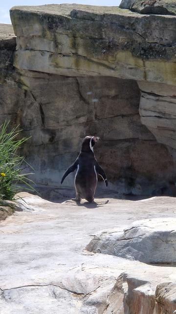 Humboldt Pinguin steht wie zu einer Ansprache mit ausgebreiteten Flügeln