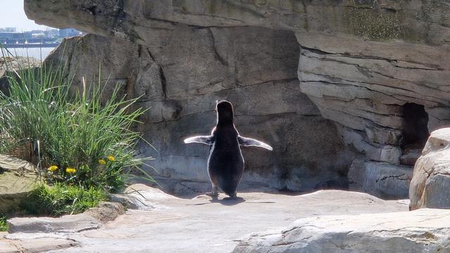 Humboldt Pinguin steht wie zu einer Ansprache mit ausgebreiteten Flügeln