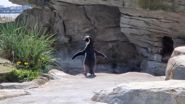 Humboldt Pinguin steht wie zu einer Ansprache mit ausgebreiteten Flügeln