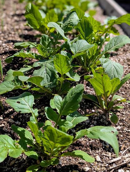A close up photo of several arugula plants in a garden bed