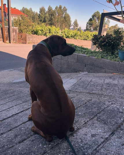 Some days, Grizzle just sits quietly, like he’s carrying thoughts too big for his paws. I wish I knew what was on his mind… Maybe he’s just watching the world, or maybe he’s waiting for someone to come home. #dogmom #dogsofbluesky #pawrent
