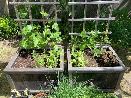 Two 2’x3’ redwood boxes with 6’ high trellises attached to the back of each. Beans on the left are more than 12” high. Beans on the right are a little lower. Rows of radishes and carrots in front. Deep green chive in clay pot with purple flowers.