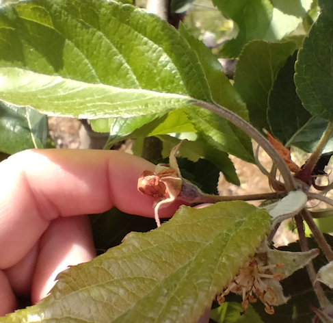 A fairly close-up view of the tip of an apple branch, with green leaves and a flower bud that is shrivelled and brown because it contains a weevil that has damaged it.